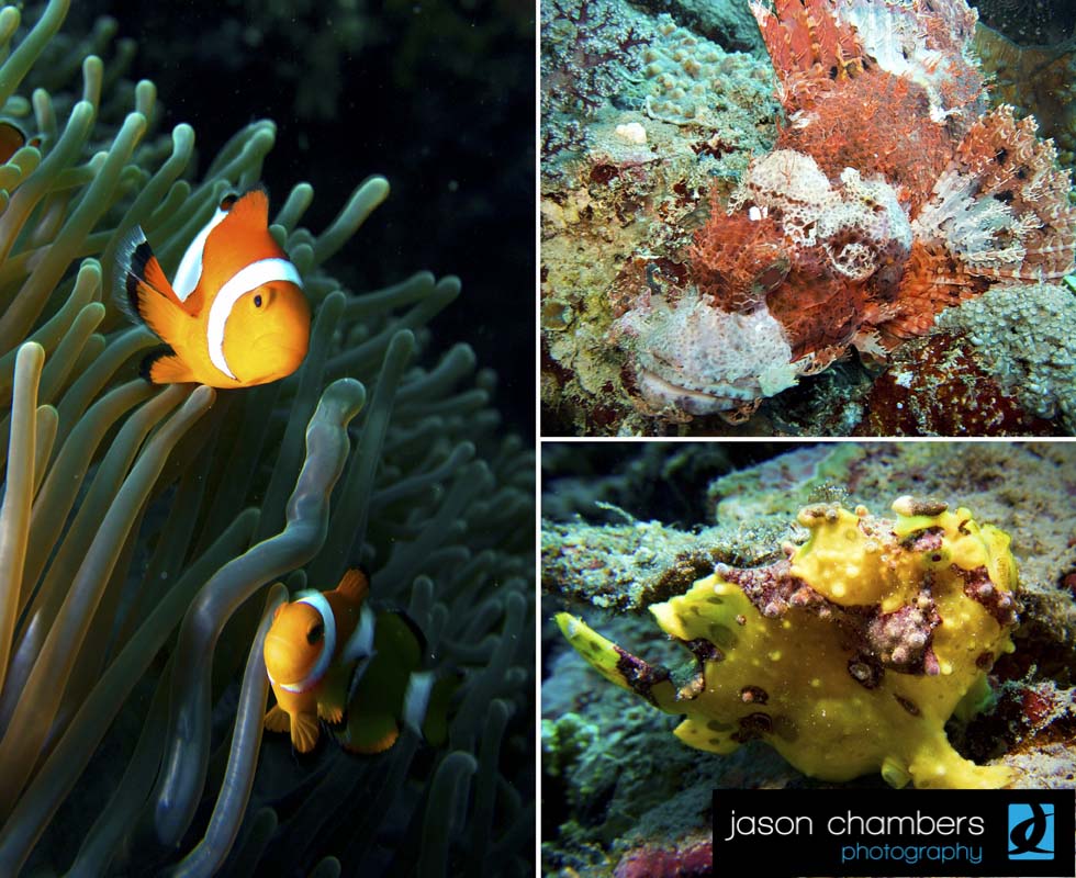 Clown-Fish-Photograph