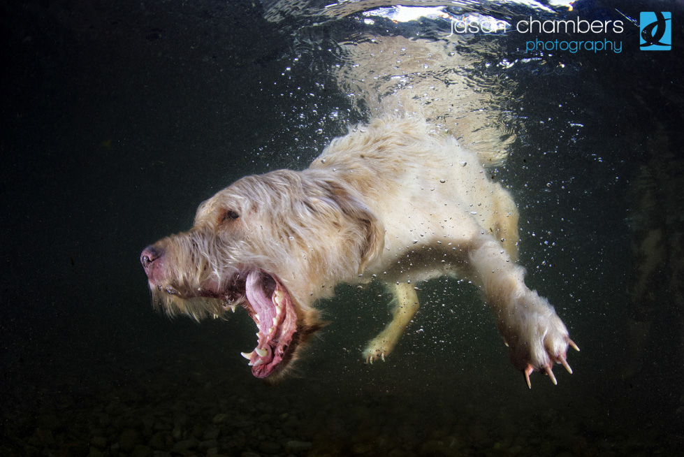 Lake District Dogs Swimming