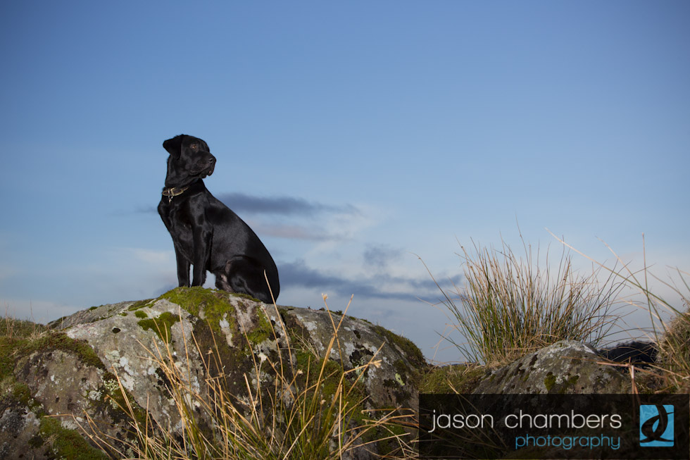 Dog-Portraits-Lake-District 0008