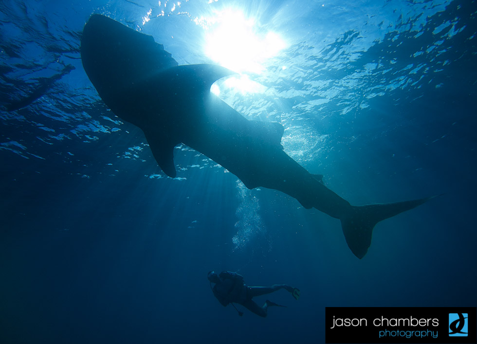 Whale-Shark-Diving-