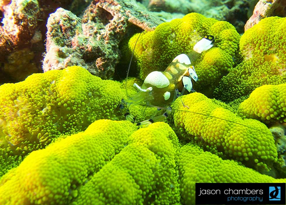 Commencal Shrimp Photo Macro