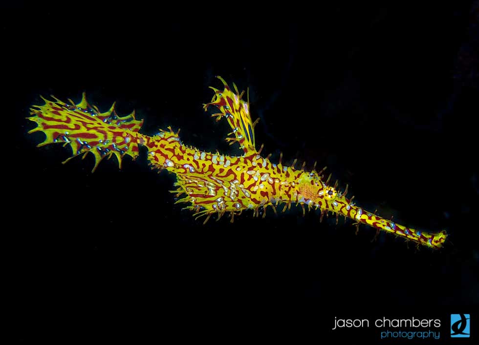 Ghost-Pipe-Fish