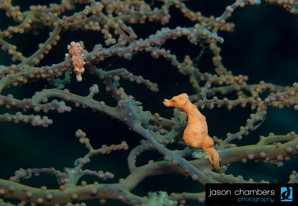 Pygmy-Seahorse
