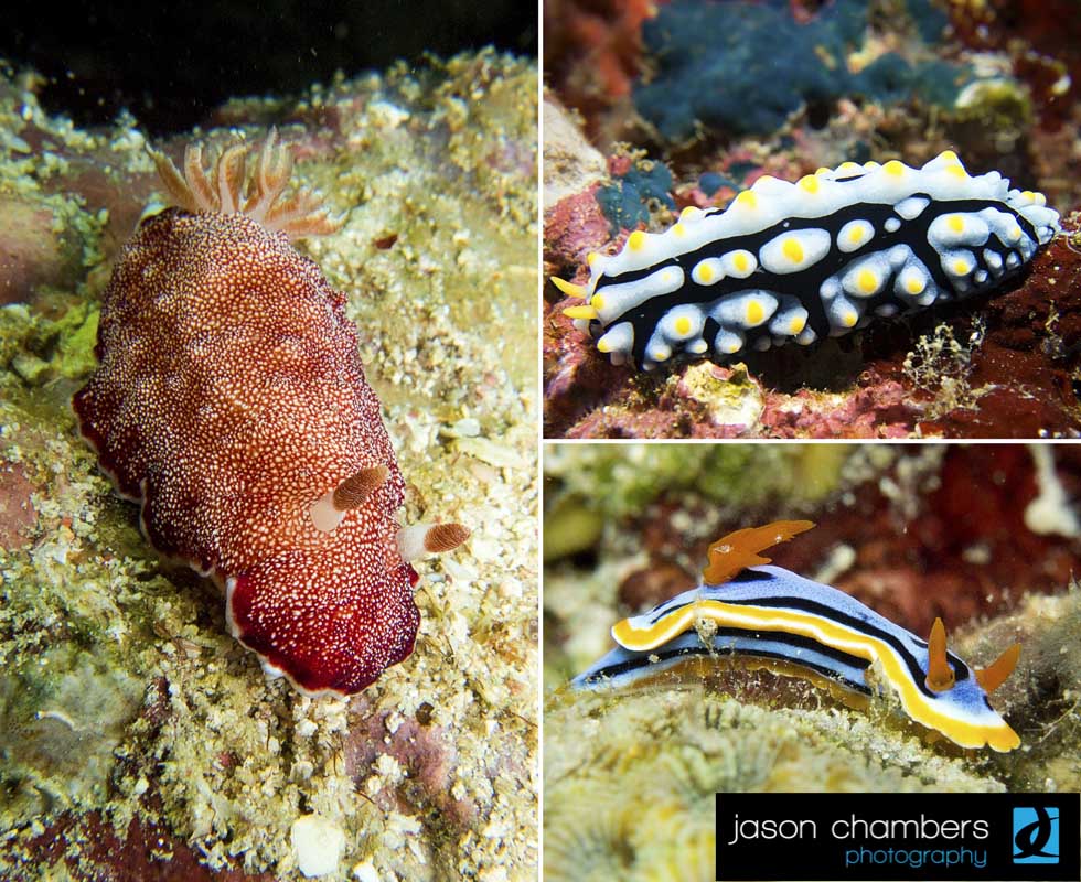 Sea-Slugs-Nudibranch-Phorographs