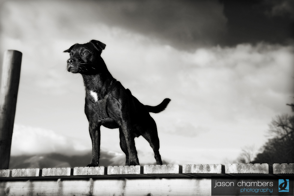 Dog-Portraits-Cumbria-Photographer