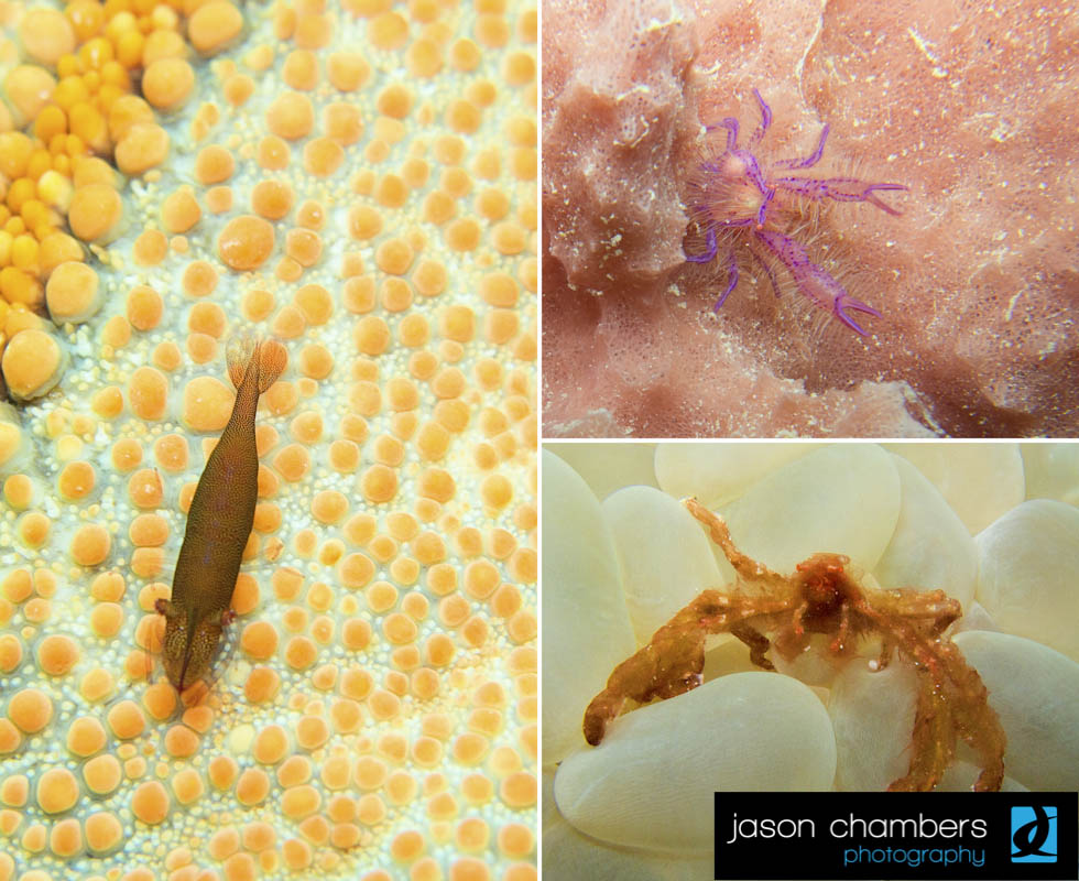 Moalboal-Dive-Sites