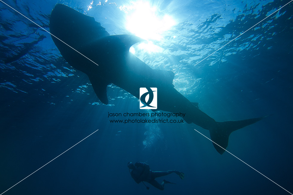 Diving-with-Giants-Whale-Sharks