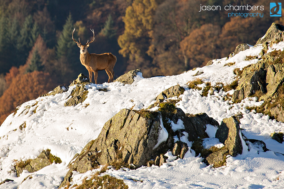 Martindale Deer Rut Martindale-Deer-Rut