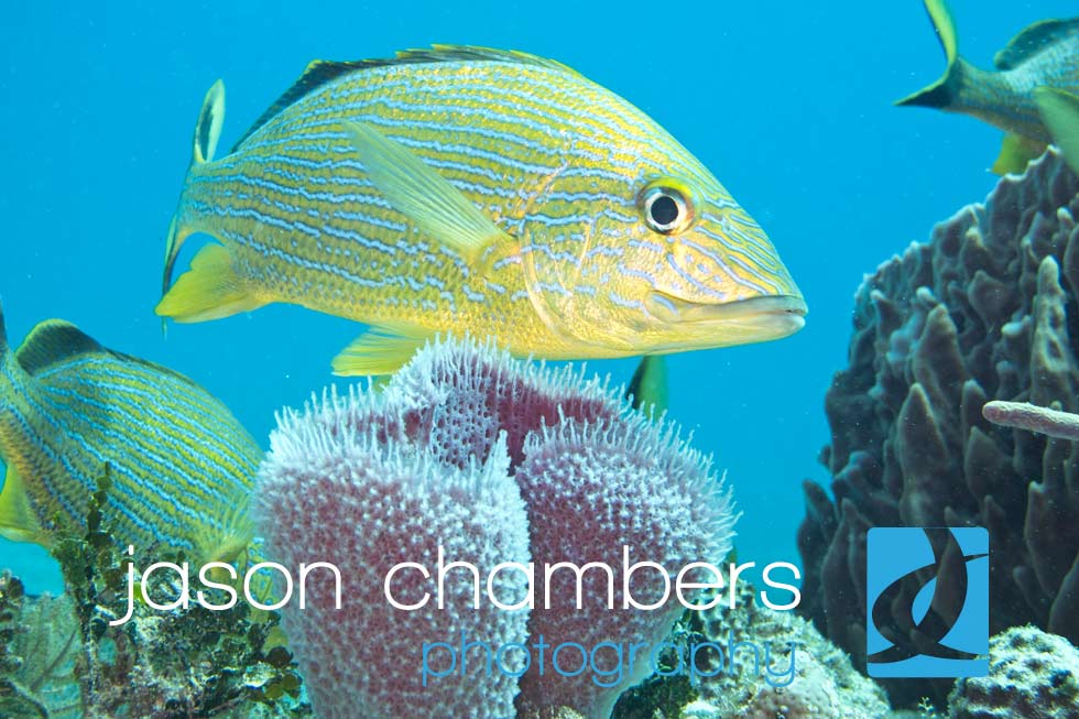 Mexico-Diving-Photographs-Jason-Chambers
