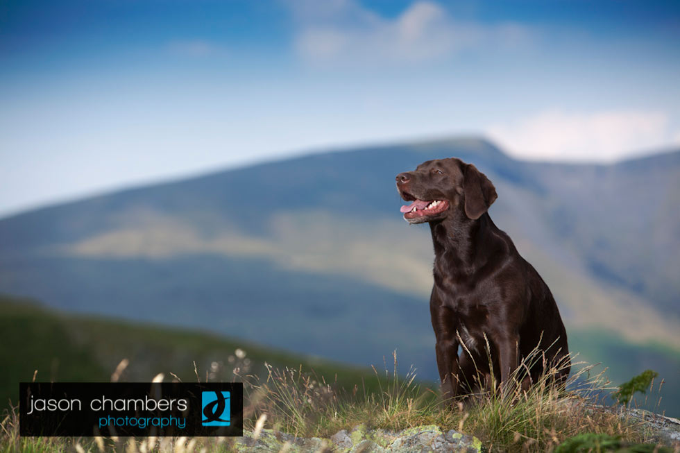 Pet-Portraits-Cumbria