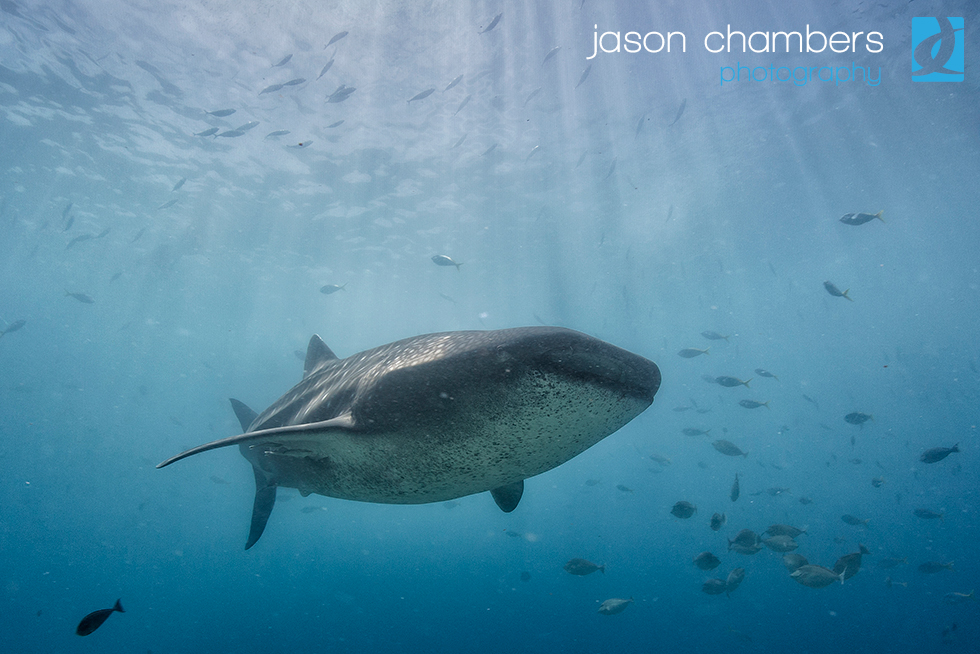Whale Shark photography Philippines