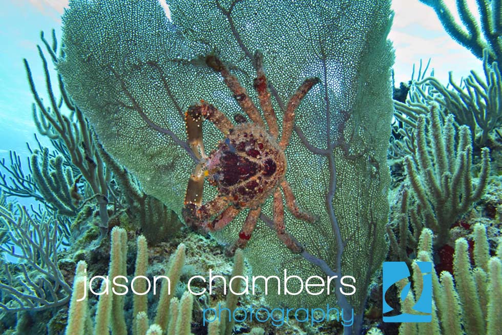 coral-gardens-mexico-dive-sites