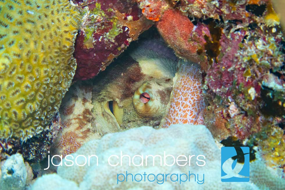 playa-del-carmen-dive-sites-cozumel
