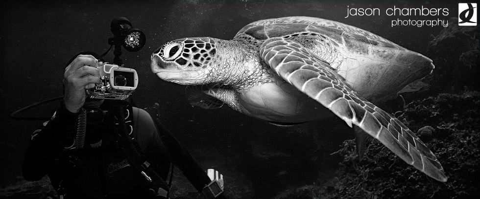 turtle-Power-Diving-Moalboal