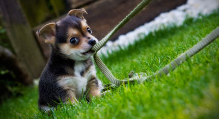 Pet Portraites