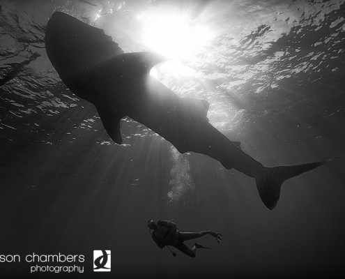 Philippines Whale Shark
