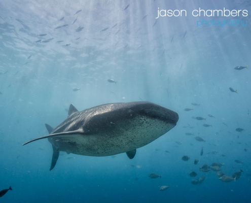 Whale Shark photography Philippines