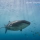 Whale Shark photography Philippines
