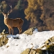 Martindale Deer Rut photographs
