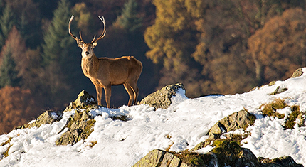 Martindale Deer Rut photographs
