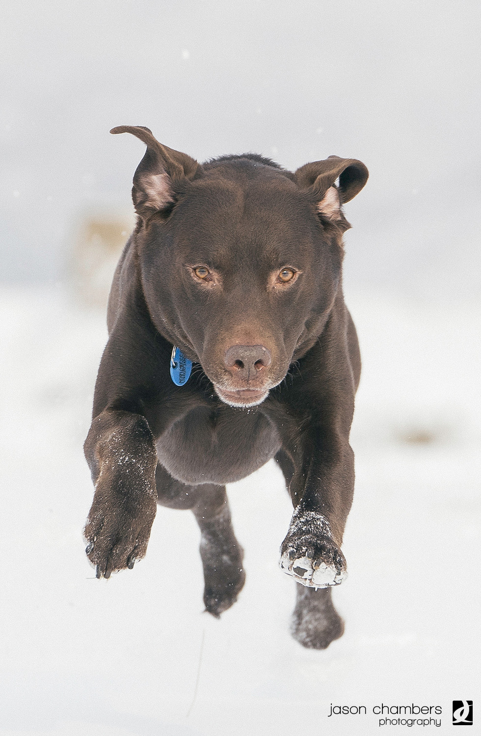Action photographs with the Sony A9 and 70-200mm G master