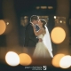Christmas Wedding Photographs